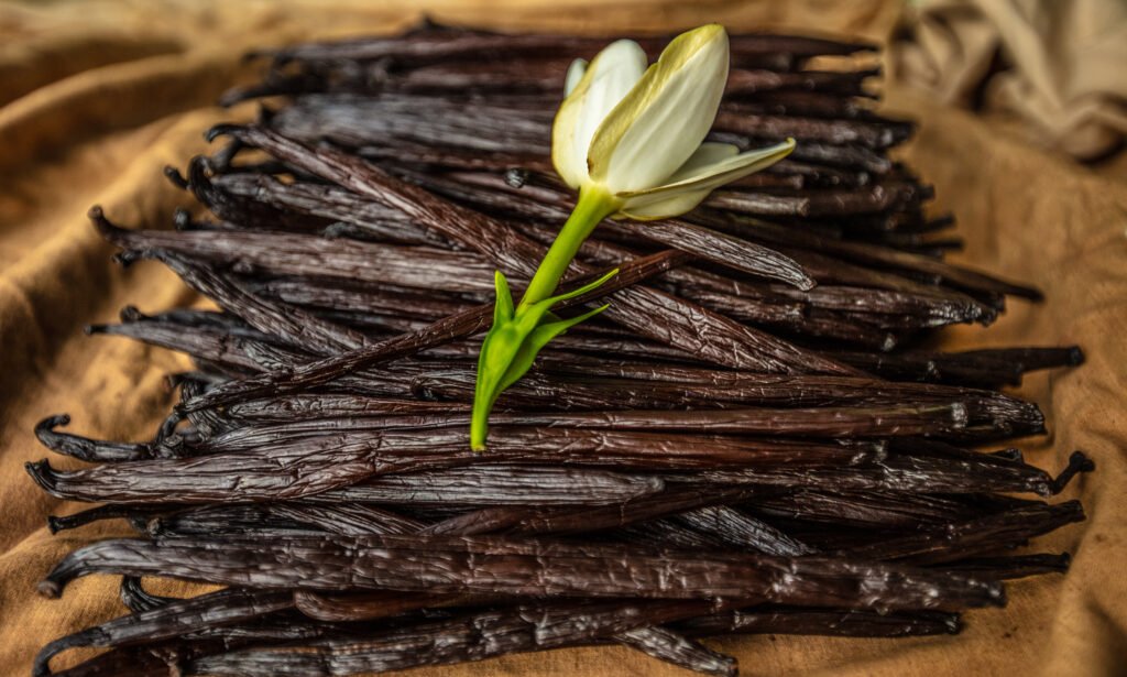 Vanilla Tahitensis Supplier Golden Pine Vanilla | Premium Vanilla Exporter from Indonesia