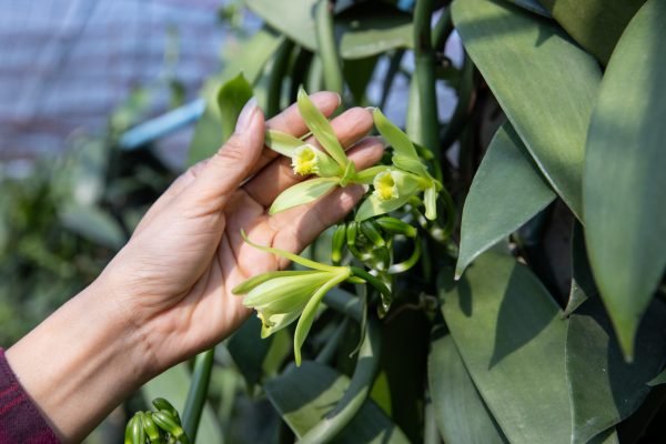 Vanilla Planifolia Supplier Golden Pine Vanilla | Premium Vanilla Exporter from Indonesia