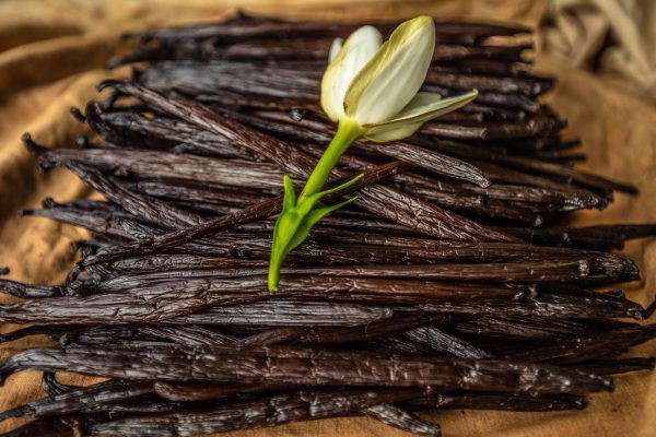 Vanilla Tahitensis Supplier Golden Pine Vanilla | Premium Vanilla Exporter from Indonesia